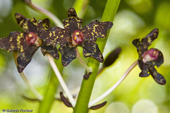Orchidee Phalaenopsis gigantea  - Zum Vergroessern klicken!